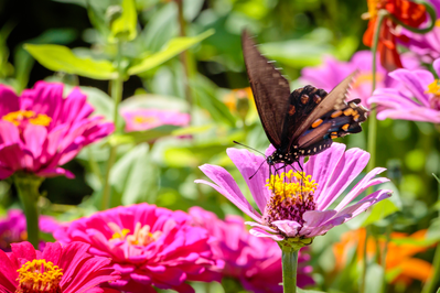 butterfly on flower